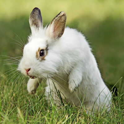 Rabbits by The Vortex